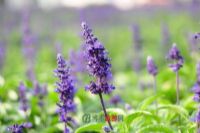 凤龙湾景区薰衣草庄园图片|凤龙湾景区薰衣草庄园门票多少钱|凤龙湾景区薰衣草庄园在哪里