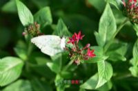 昆明世界蝴蝶生态园图片|昆明世界蝴蝶生态园门票多少钱|昆明世界蝴蝶生态园在哪里