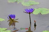 昆明大自然风情园图片|昆明大自然风情园门票多少钱|昆明大自然风情园在哪里