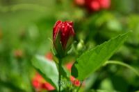 万家花园图片|万家花园门票多少钱|万家花园在哪里