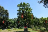 黑松岩图片|黑松岩门票多少钱|黑松岩在哪里
