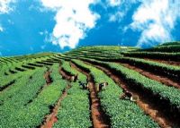 江城牛洛河茶园图片|江城牛洛河茶园门票多少钱|江城牛洛河茶园在哪里