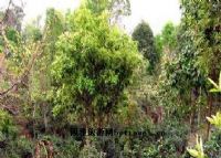 景迈芒景千年万亩古茶园图片|景迈芒景千年万亩古茶园门票多少钱|景迈芒景千年万亩古茶园在哪里