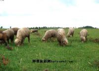 万亩草山图片|万亩草山门票多少钱|万亩草山在哪里