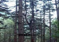 松山图片|松山门票多少钱|松山在哪里