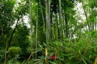 南溪原始森林和高山水库群图片|南溪原始森林和高山水库群门票多少钱|南溪原始森林和高山水库群在哪里