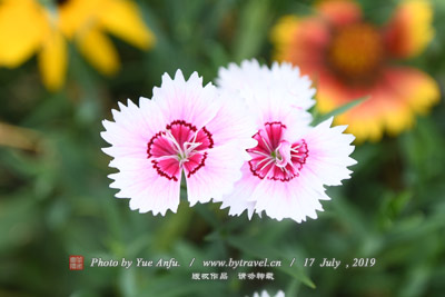 白鹤石头村图片|白鹤石头村门票多少钱|白鹤石头村在哪里