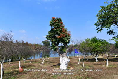 元阳嘎娘乡图片|元阳嘎娘乡门票多少钱|元阳嘎娘乡在哪里