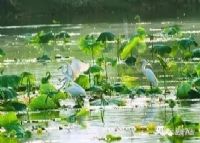 泸西黄草洲国家湿地公园图片|泸西黄草洲国家湿地公园门票多少钱|泸西黄草洲国家湿地公园在哪里