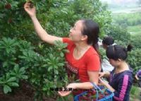 石屏生态杨梅园图片|石屏生态杨梅园门票多少钱|石屏生态杨梅园在哪里