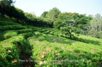 金临安茶苑图片|金临安茶苑门票多少钱|金临安茶苑在哪里