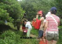 杨梅山图片|杨梅山门票多少钱|杨梅山在哪里