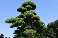 兴文土林图片|兴文土林门票多少钱|兴文土林在哪里