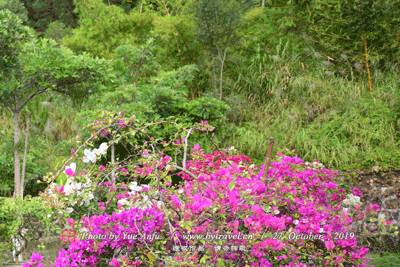 束河古镇飞花触水图片|束河古镇飞花触水门票多少钱|束河古镇飞花触水在哪里
