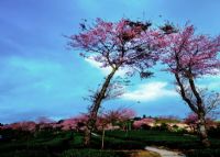 无量山樱花谷图片|无量山樱花谷门票多少钱|无量山樱花谷在哪里