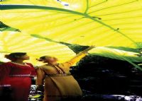 <b>西双版纳雨林谷</b>、