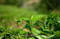 古茶树王图片|古茶树王门票多少钱|古茶树王在哪里
